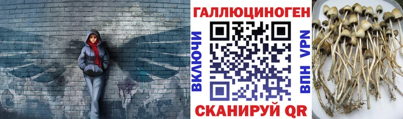 Галлюциногенные грибы GOLDEN TEACHER Бирюсинск